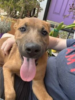 Parker -  Shepherd and Mixed Breed Dog for Adoption in Los Angeles, California - Parker | PetCurious