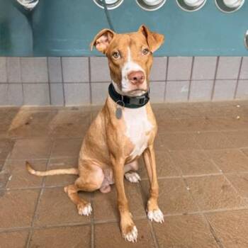 Otto -  Mixed Breed Dog for Adoption in Honolulu, Hawaii - Otto | PetCurious