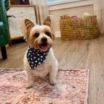 Maddie Magnificent Teacup Princess -  Yorkshire Terrier and Terrier Dog for Adoption in Friendswood, Texas - Maddie Magnificent Teacup Princess | PetCurious