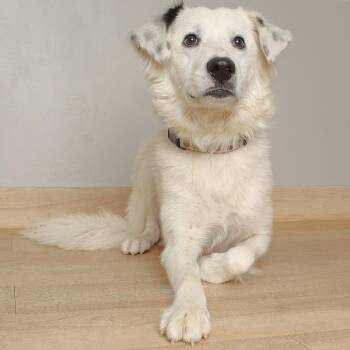 Feather D70489 -  Border Collie and Mixed Breed Dog for Adoption in Minnetonka, Minnesota - Feather D70489 | PetCurious