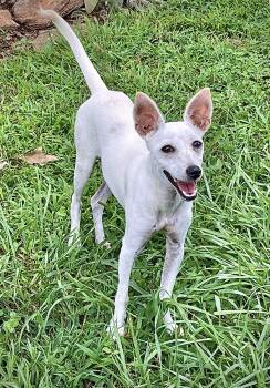 Josephine -  Italian Greyhound and Xoloitzcuintli Mexican Hairless Dog for Adoption in Clarkesville, Georgia - Josephine | PetCurious