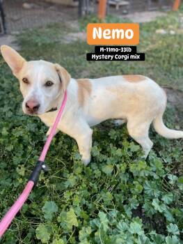 Nemo -  Mixed Breed and Corgi Dog for Adoption in Polson, Montana - Nemo | PetCurious