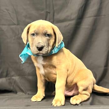 Mixed Breed Dogs Available for Adoption - Rafael | PetCurious