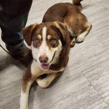 Rescue Australian Shepherd Dogs for Adoption in Anderson, California - Dante | PetCurious