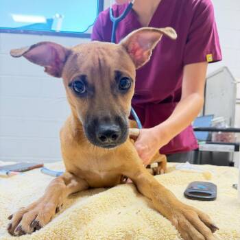 Milo -  Mixed Breed Dog for Adoption in Englewood, Florida - Milo | PetCurious