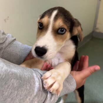 Alphonse -  Beagle Dog for Adoption in Charlottesville, Virginia - Alphonse | PetCurious