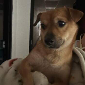 Groundhog -  Mixed Breed Dog for Adoption in Gadsden, Alabama - Groundhog | PetCurious