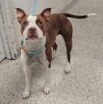 Pit Bull Terrier and Mixed Breed Dogs Available for Adoption in Kansas City, Missouri - Lil