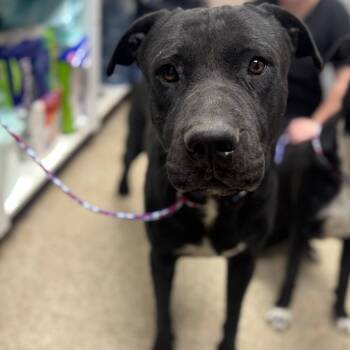 Mastiff Dogs Available for Adoption - Pilot | PetCurious