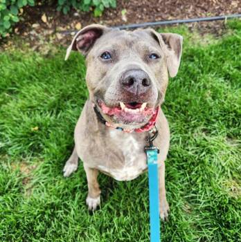 Rescue Pit Bull Terrier Dogs for Adoption in Minneapolis, Minnesota - GYPSY | PetCurious
