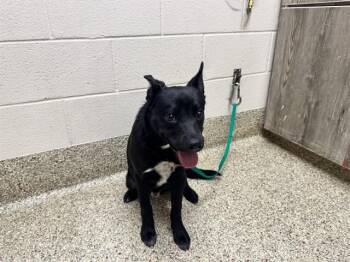 TIMMITT -  Labrador Retriever and Mixed Breed Dog for Adoption in Pueblo, Colorado - TIMMITT | PetCurious