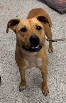 Nillie -  Mixed Breed Dog Available for Adoption in Kansas City, Missouri - Nillie | PetCurious