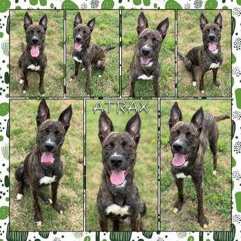 Rescue Dutch Shepherd Dogs for Adoption in Fort Smith, Arkansas - Atrax (Goose) | PetCurious