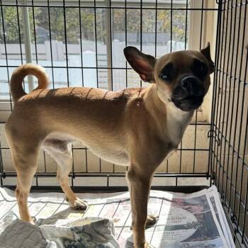 Rescue Chihuahua Dogs for Adoption in Newport, North Carolina - Max | PetCurious