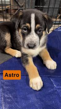Rescue German Shepherd Dog and Siberian Husky Dogs for Adoption in York, Pennsylvania - Astro | PetCurious
