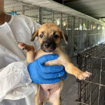 Frisco -  Shepherd Dog for Adoption in Edinburg, Texas - Frisco | PetCurious
