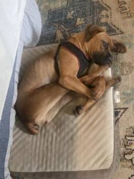 Bridgett -  Boxer and Mastiff Dog for Adoption in Morton Grove, Illinois - Bridgett | PetCurious