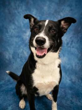 PICCALILLI -  Australian Shepherd Dog for Adoption in Peoria, Illinois - PICCALILLI | PetCurious