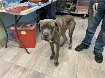 KING -  Cane Corso and Mixed Breed Dog for Adoption in Grand Prairie, Texas - KING | PetCurious