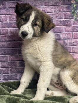 Anatolian Shepherd Dogs Available for Adoption in Sedalia, Colorado - Poison Ivy | PetCurious