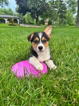 Archie -  Corgi Dog for Adoption in Wheaton, Illinois - Archie | PetCurious