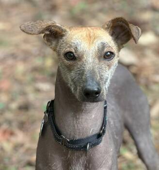 Rescue Xoloitzcuintli Mexican Hairless Dogs for Adoption in Sandy Springs, Georgia - Wylie | PetCurious