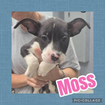 Moss -  Catahoula Leopard Dog and Pit Bull Terrier Dog for Adoption in Ringwood, New Jersey - Moss | PetCurious
