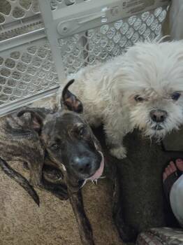 Rescue Terrier and Mixed Breed Dogs for Adoption in Center Square, Pennsylvania - Little Pocket Pearl | PetCurious