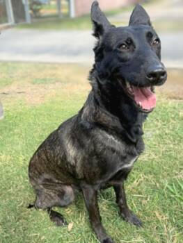 Rescue Dutch Shepherd and Mixed Breed Dogs for Adoption in Houston, Texas - LANA | PetCurious