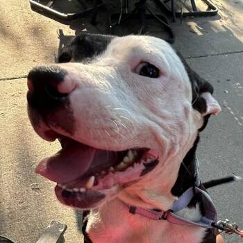 Freyja -  Pit Bull Terrier Dog for Adoption in Bentonville, Arkansas - Freyja | PetCurious