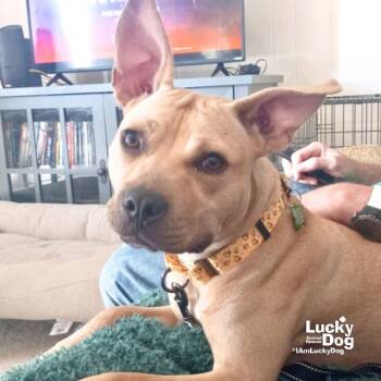 Rescue Terrier Dogs for Adoption in Washington, District Of Columbia - Wallen | PetCurious