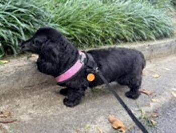 BB bonded to Abby -  Dachshund Dog for Adoption in Decatur, Georgia - BB Bonded To Abby | PetCurious