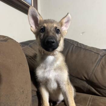 German Shepherd Dog Dogs Available for Adoption in Griffin, Georgia - Belvedere | PetCurious