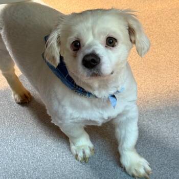 Ellington 22782 -  Cocker Spaniel and Mixed Breed Dog for Adoption in Cumming, Georgia - Ellington 22782 | PetCurious