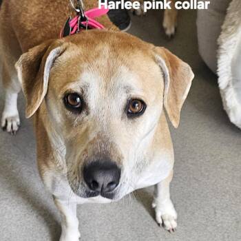 Harlee -  Mixed Breed Dog for Adoption in Ballston Spa, New York - Harlee | PetCurious
