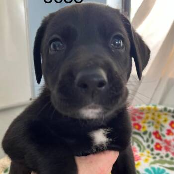 SYLVIE 3633 -  Great Dane Dog for Adoption in Loxahatchee Groves, Florida - SYLVIE 3633 | PetCurious