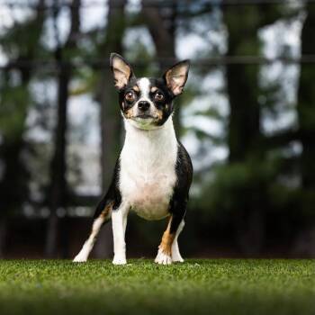 Primrose -  Chihuahua and Mixed Breed Dog for Adoption in Jupiter, Florida - Primrose | PetCurious