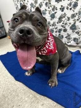 Macie -  Mixed Breed Dog for Adoption in Hamilton, Ohio - Macie | PetCurious