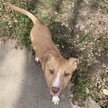 Terrier Dogs Available for Adoption - Benedict | PetCurious