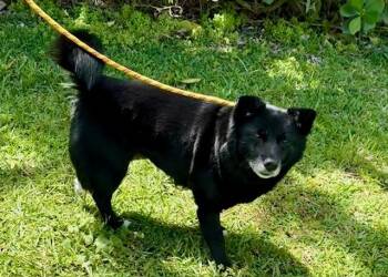 Spitz and Schipperke Dogs Available for Adoption in Tifton, Georgia - Maggie | PetCurious