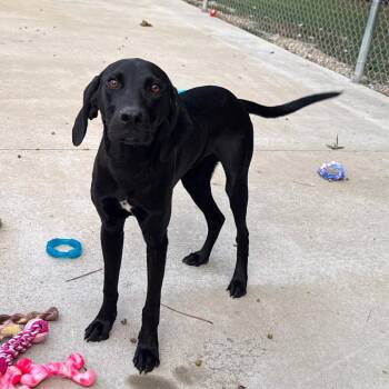 Beaver -  Black Labrador Retriever and Hound Dog for Adoption in Fairfax Station, Virginia - Beaver | PetCurious