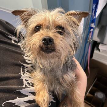 Yorkshire Terrier Dogs Available for Adoption - Peppy | PetCurious
