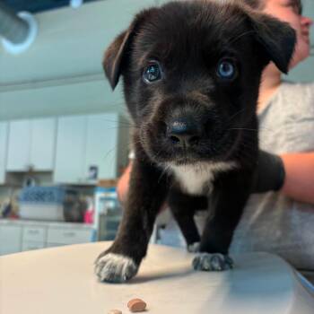 Walter -  Mixed Breed Dog for Adoption in Huntington, West Virginia - Walter | PetCurious