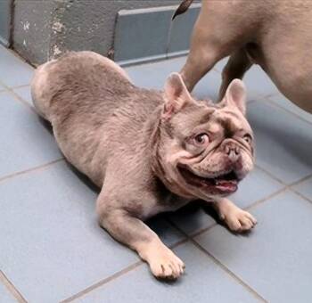 Potato -  Mixed Breed Dog for Adoption in Nashville, Tennessee - Potato | PetCurious