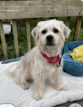 Scruffy -  Lhasa Apso and Shih Tzu Dog for Adoption - Scruffy | PetCurious