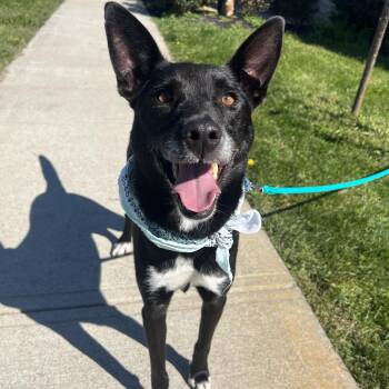 Binx -  Mixed Breed Dog for Adoption in Canal Winchester, Ohio - Binx | PetCurious