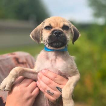CT Parton avail Sep 5 (Petco- Dayville, CT) -  Great Pyrenees and Collie Dog for Adoption in Eastford, Connecticut - CT Parton Avail Sep 5 (Petco- Dayville, CT) | PetCurious