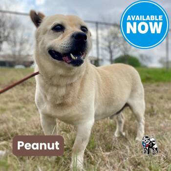 Chow Chow and Mixed Breed Dogs Available for Adoption in Houston, Texas - Peanut Aka Busby | PetCurious