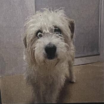 Terrier Dogs Available for Adoption in San Pablo, California - Goofy | PetCurious
