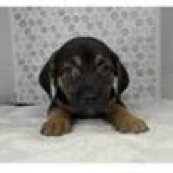 Tucker -  German Shepherd Dog and Mixed Breed Dog for Adoption in Tampa, Florida - Tucker | PetCurious